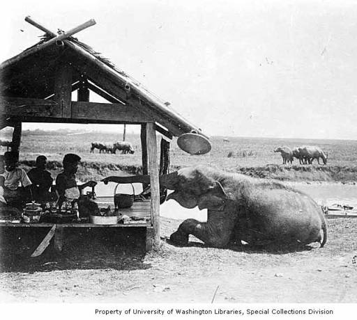 Wright_IndiaElephan1921